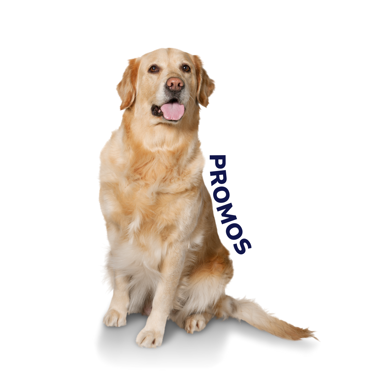 Imagen para la categoría PERROS