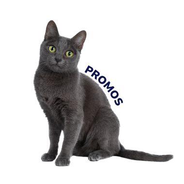 Imagen para la categoría GATOS