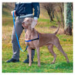 Imagen de Arnés Para Perro FERPLAST Adiestramiento Coach Color Azul - Talle M
