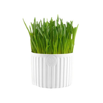 Imagen de Kit Para Preparar Pasto Para Gato