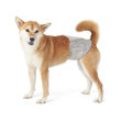 Imagen de Pañales Para Perro M-PETS Diapers Macho Talle XXL - 12 Unidades